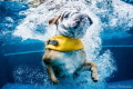 judged by Iyad Suleyman who says...
Unique side to man’s best friend weekly hotshot click to zoom
